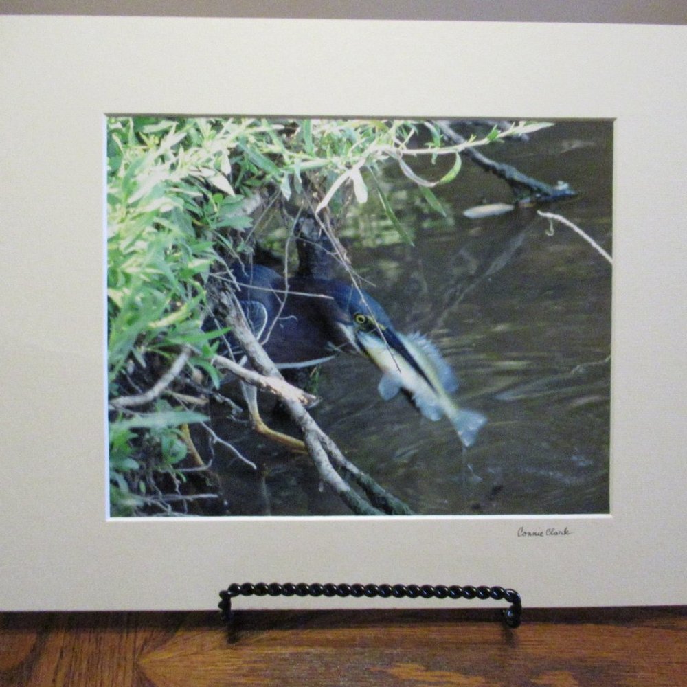 (NWOT) My Original Photography